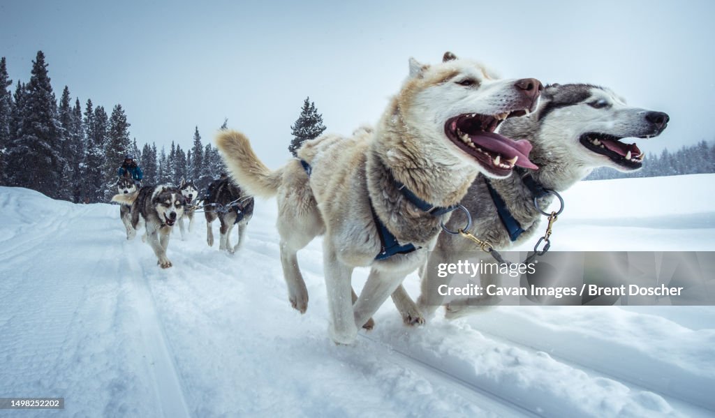 Wide-angle shot of sled-dogs running on snowy trail