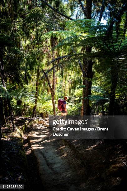 woman walking through forest on the abel tasman coast track - abel tasman nationalpark stock-fotos und bilder