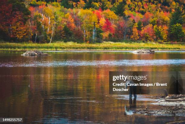 fly fisherman casting into river with bright foliage behind - river androscoggin stock pictures, royalty-free photos & images