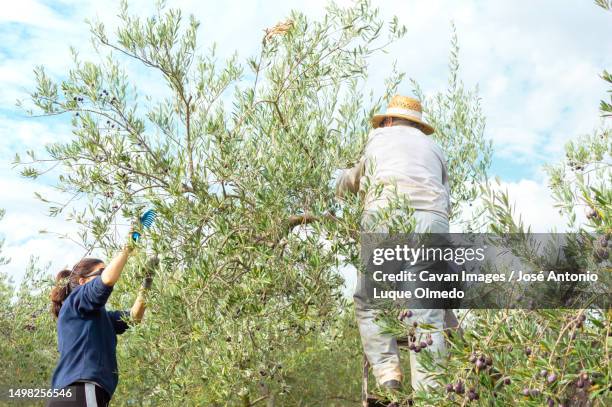 olive harvest: woman and man picking olives in the field - old olive tree stock pictures, royalty-free photos & images