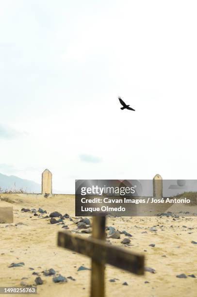 raven flying in an old cemetery on a beach of fuerteventura, canary islands - dead raven stock-fotos und bilder