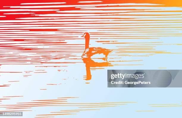 canada goose floating on water - feather floating stock illustrations