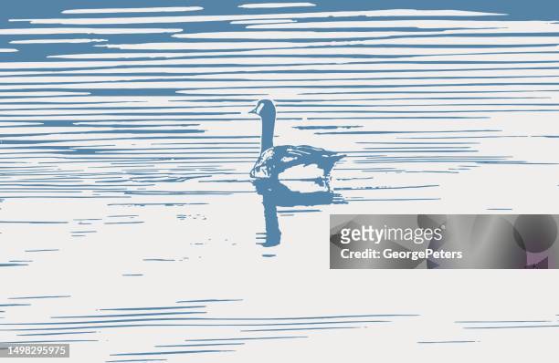 ilustraciones, imágenes clip art, dibujos animados e iconos de stock de ganso de canadá flotando en el agua - floating on water