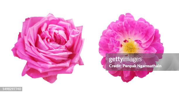 isolate pink rose flower on white bakground - damask rose stock pictures, royalty-free photos & images