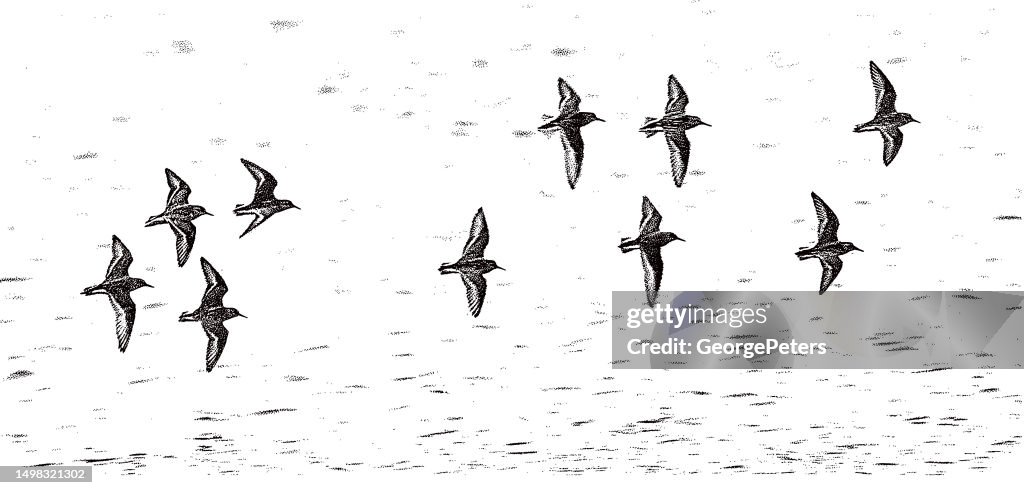 Flock of Killdeer flying