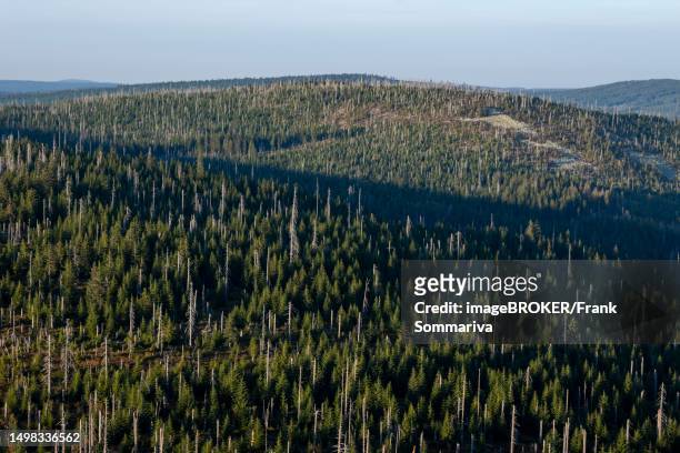 view of forest and mountains from the lusen, bavarian forest national park, bavaria, germany - bayerischer wald national park bildbanksfoton och bilder