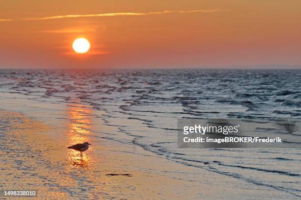 sunrise on the beach with rising waves, north sea, norderney, east frisian islands, lower saxony, germany - ostfriesiska öarna bildbanksfoton och bilder