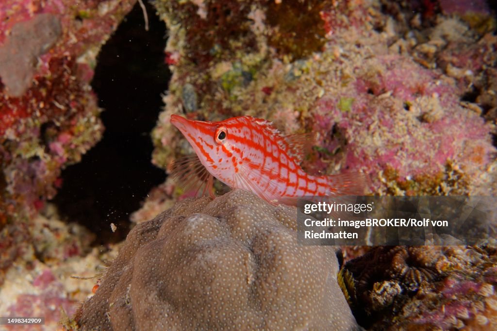 Longnose hawkfish (Oxycirrhites typus) Longnose tussock LaNaBueBa, Utopia dive site, El Quesir, Egypt, Red Sea