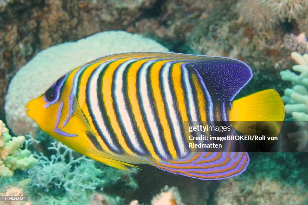 Royal angelfish (Pygoplites diacanthus), House Reef dive site, Mangrove Bay, El Quesir, Red Sea, Egypt
