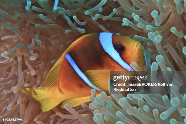 red sea clownfish (amphiprion bicinctus) in its bubble-tip anemone (entacmaea quadricolor), panorama reef dive site, hurghada, egypt - entacmaea quadricolor stock illustrations