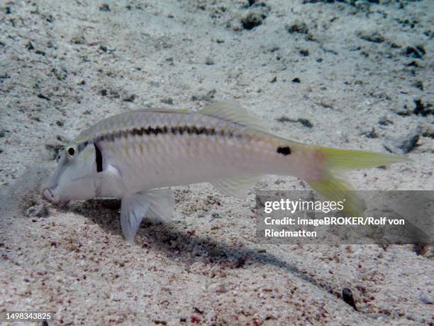 red sea goatfish (parupeneus forsskali) looking for food, dive site house reef, mangrove bay, el quesir, red sea, egypt - parupeneus stock illustrations