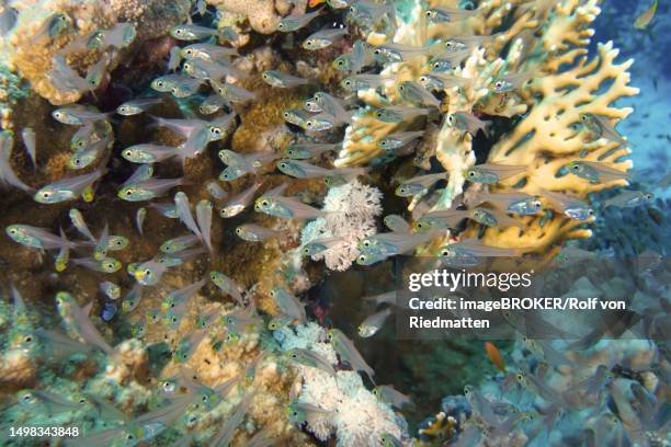 shoal, group of red sea dwarf sweeper (parapriacanthus guentheri), dive site house reef, mangrove bay, el quesir, red sea, egypt - school of fish stock illustrations