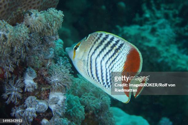 eritrean butterflyfish (chaetodon paucifasciatus), house reef dive site, mangrove bay, el quesir, red sea, egypt - school of fish stock illustrations