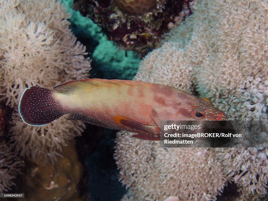 Yellowfin hind (Cephalopholis hemistiktos) with open mouth, dive site House Reef, Mangrove Bay, El Quesir, Red Sea, Egypt