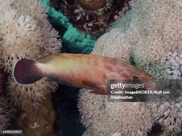 yellowfin hind (cephalopholis hemistiktos) with open mouth, dive site house reef, mangrove bay, el quesir, red sea, egypt - yellowfin grouper stock illustrations