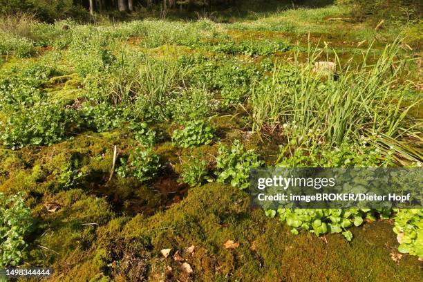 Dwarf Rushes 71 Juncus High Res Illustrations - Getty Images