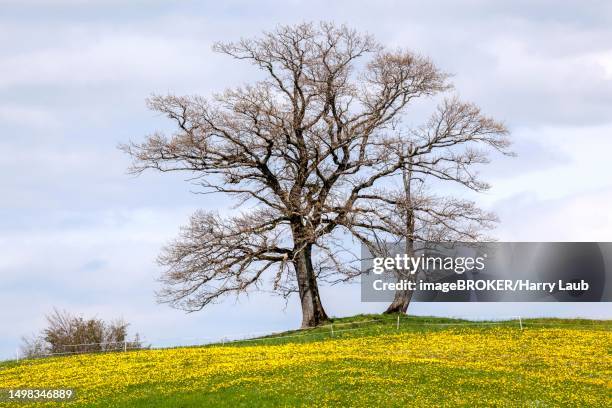 sycamore maple (acer pseudoplatanus) in a meadow with flowering common dandelion (taraxacum), reichenbach, near oberstdorf, upper allgaeu, allgaeu, bavaria, germany - flowering maple tree stock pictures, royalty-free photos & images