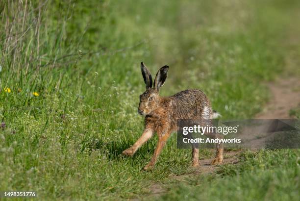 European Rabbit Hare 4,202 European Hare Stock Photos, High-Res Pictures, and Images - Getty ...