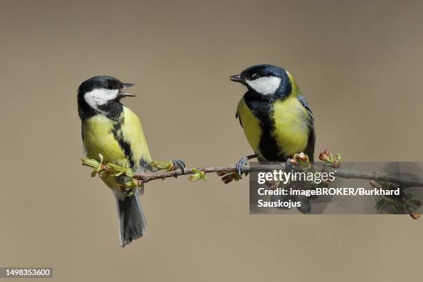 great tit (parus major), male and female sitting on cherry (prunus) tree and arguing, pair of animals, wilden, north rhine-westphalia, germany - wild cherry tree stock-fotos und bilder