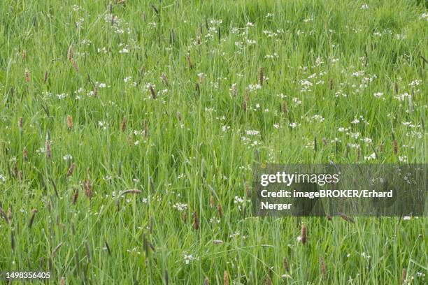 meadow with meadow foxtail (alopecurus pratensis) and meadow foamwort (cardamine pratensis), bremen, germany - alopecurus stock pictures, royalty-free photos & images