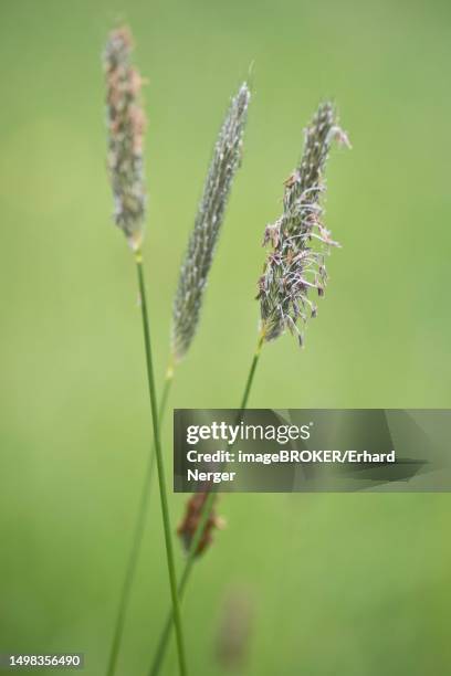 meadow foxtail (alopecurus pratensis), bremen, germany - alopecurus stock pictures, royalty-free photos & images