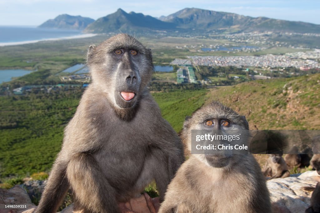 Baboon Troop in the Cape Peninsula,Cape Town,South Africa