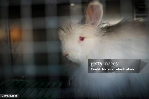 Demicathed Rabbit Albino Bunny Photos and Premium High Res Pictures - Getty Images
