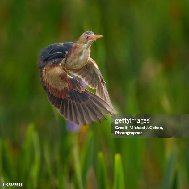 148 Bittern Flight Stock Photos, High-Res Pictures, and Images - Getty ...