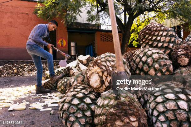 working man cutting agave fruits with axe - team spirit stock-fotos und bilder