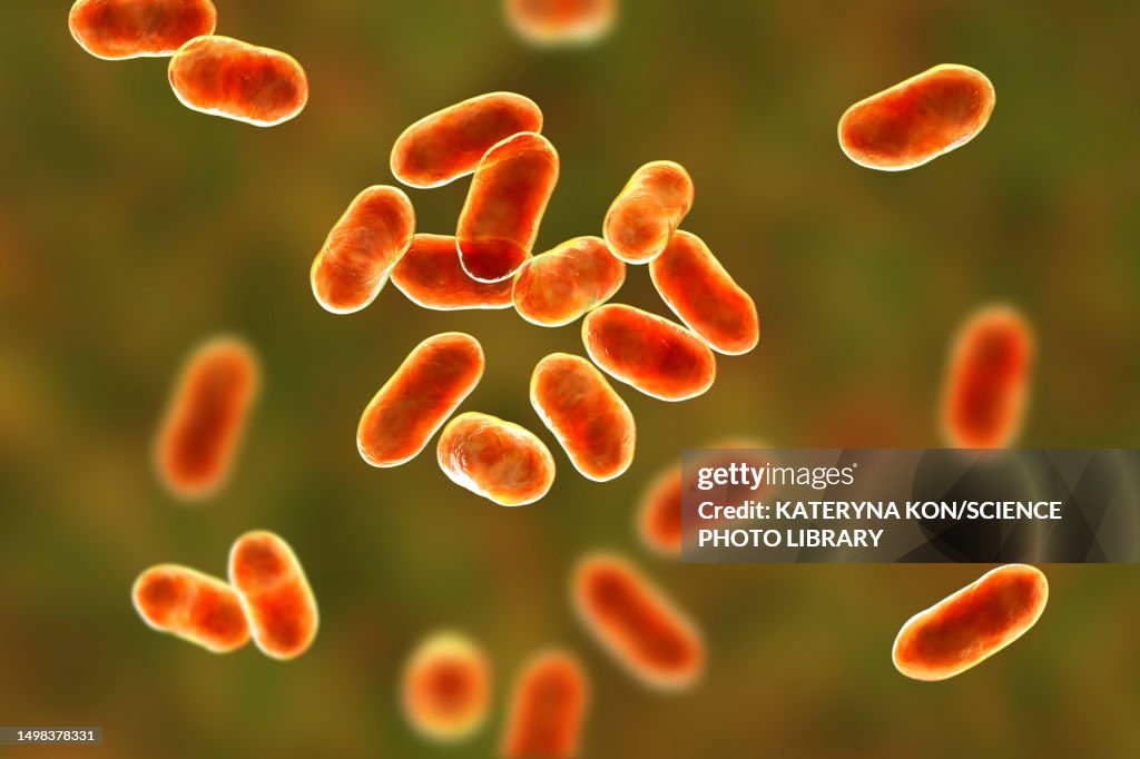 Prevotella bacteria, illustration