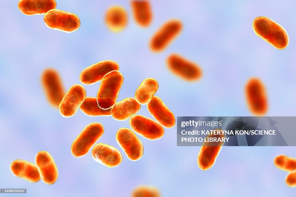 Prevotella bacteria, illustration