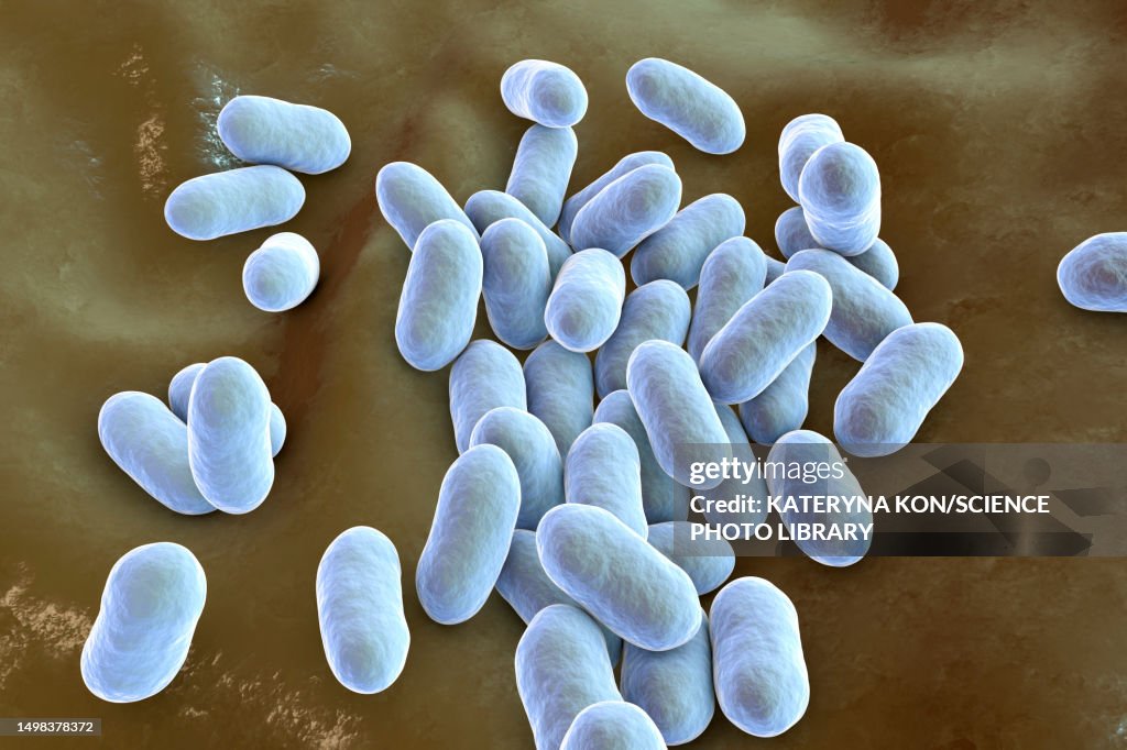 Prevotella bacteria, illustration