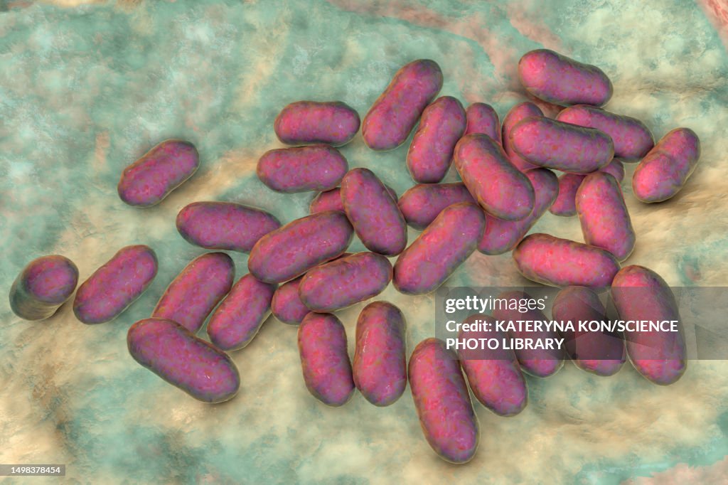 Prevotella bacteria, illustration