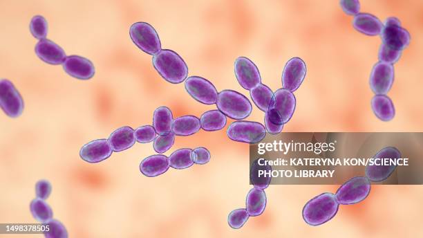 rhodotorula fungi, illustration - dermatitis stock illustrations