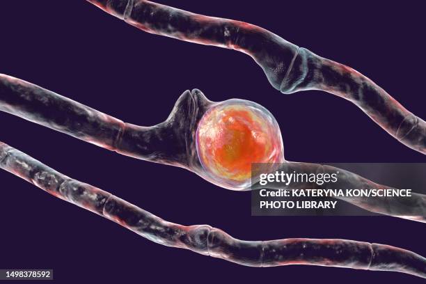 basidiobolus ranarum fungus, illustration - inflammatory syndrome stock illustrations
