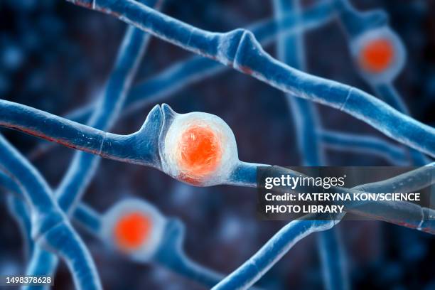 stockillustraties, clipart, cartoons en iconen met basidiobolus ranarum fungus, illustration - ernstig bedreigde soorten