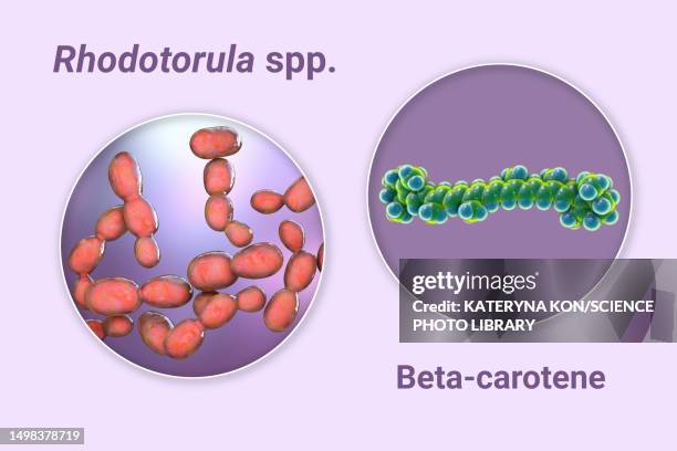 ilustraciones, imágenes clip art, dibujos animados e iconos de stock de rhodotorula fungi and beta-carotene molecule, illustration - sistema inmunocomprometido