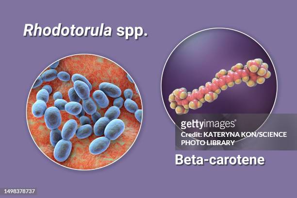 ilustraciones, imágenes clip art, dibujos animados e iconos de stock de rhodotorula fungi and beta-carotene molecule, illustration - sistema inmunocomprometido