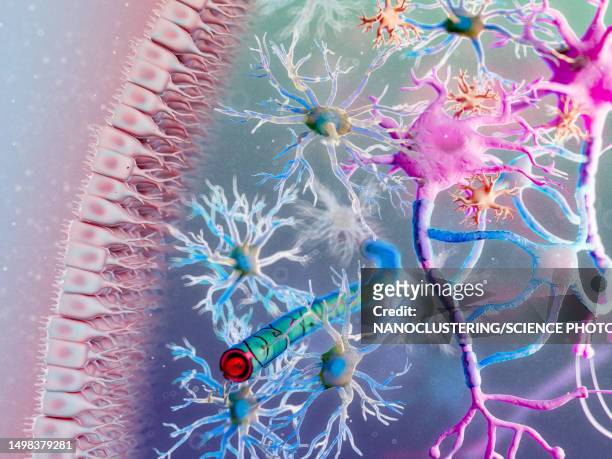 glial cells, illustration - astrocyte stock pictures, royalty-free photos & images