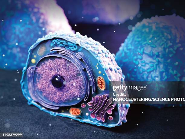 lymphocyte, illustration - citoplasma imagens e fotografias de stock