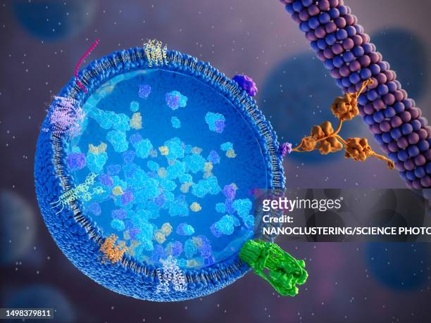 lysosome, illustration - microtubule stock pictures, royalty-free photos & images