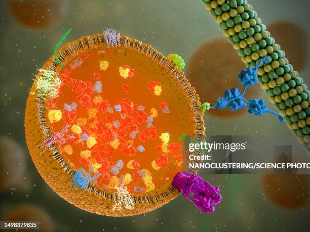 lysosome, illustration - microtubule stock pictures, royalty-free photos & images