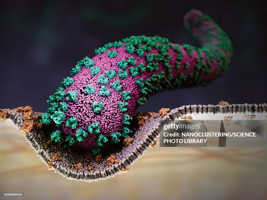 Marburg virus infecting a cell, illustration