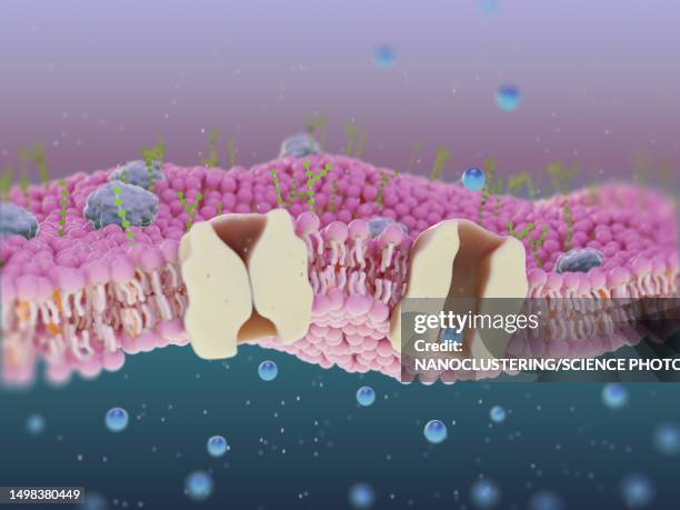 transmembrane protein channel, illustration - cellulose fotografías e imágenes de stock