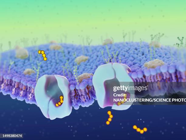 transmembrane protein transporter, illustration - transporter stock pictures, royalty-free photos & images