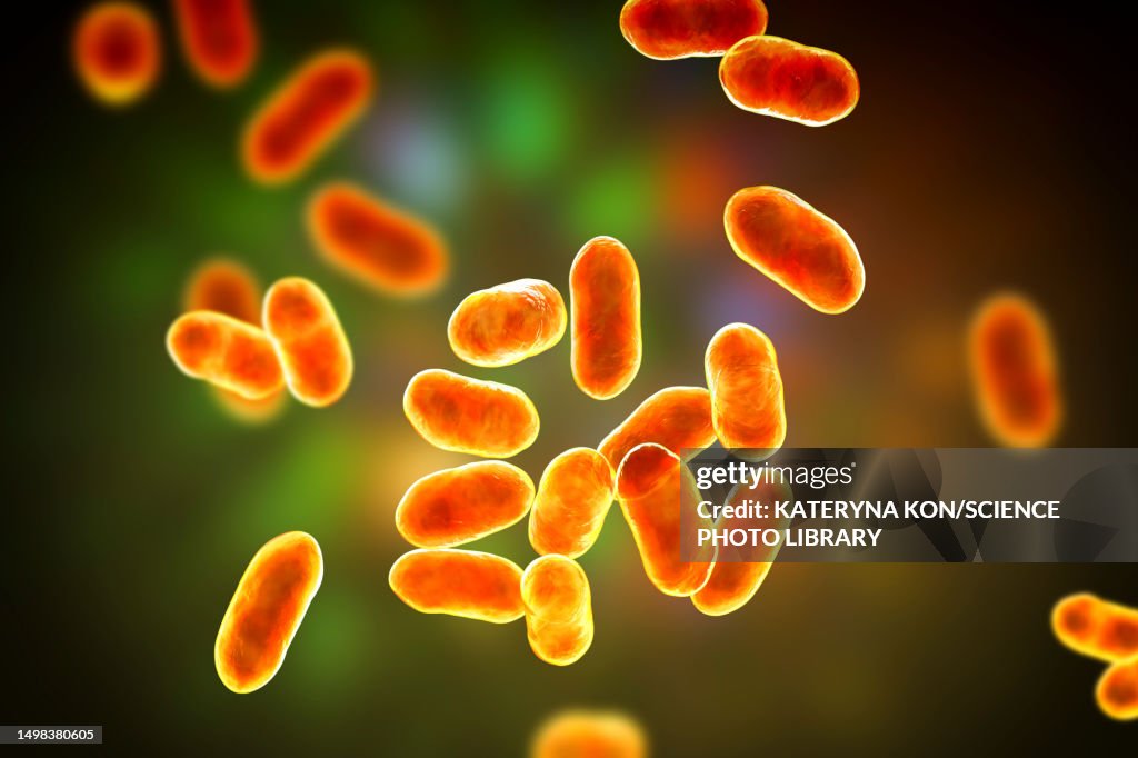 Prevotella bacteria, illustration