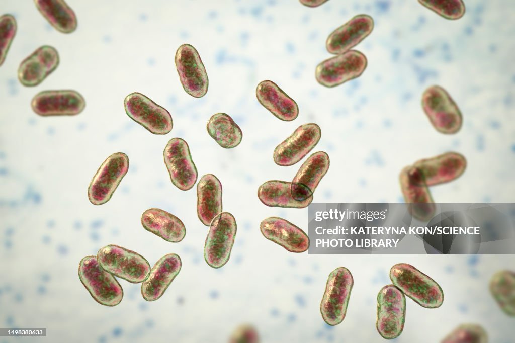 Prevotella bacteria, illustration