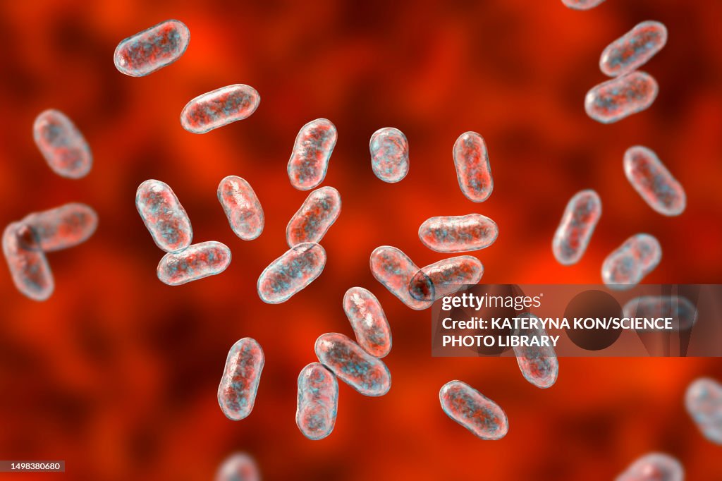 Prevotella bacteria, illustration