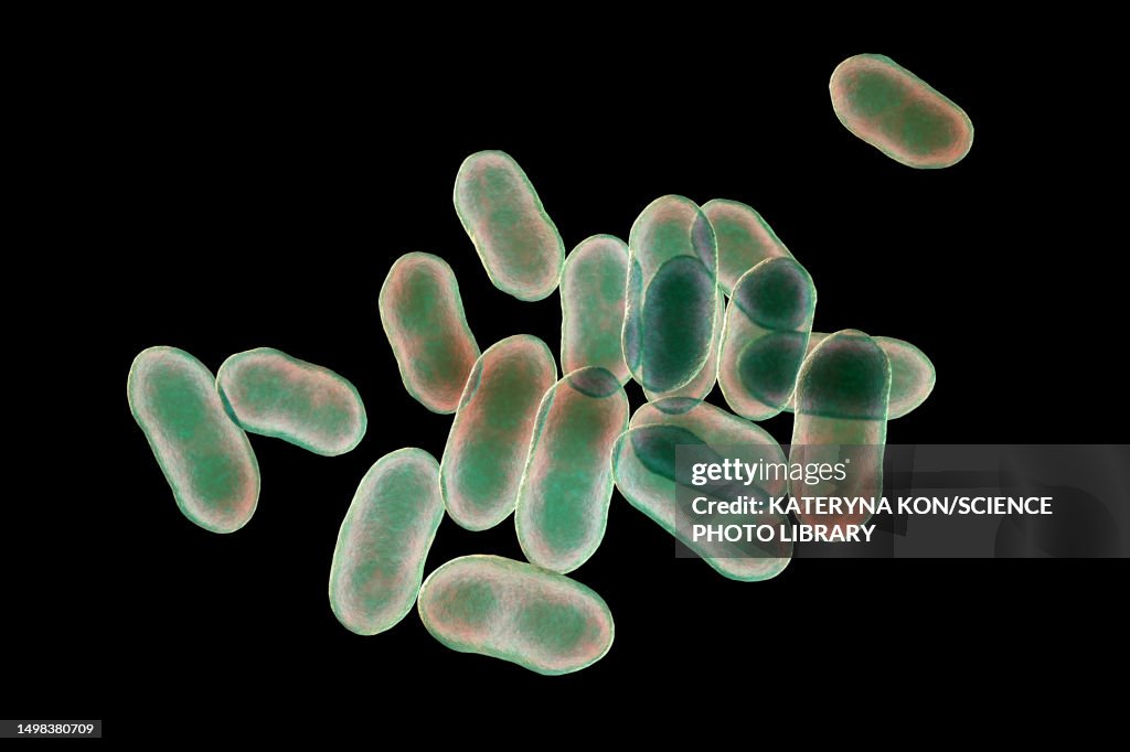 Prevotella bacteria, illustration