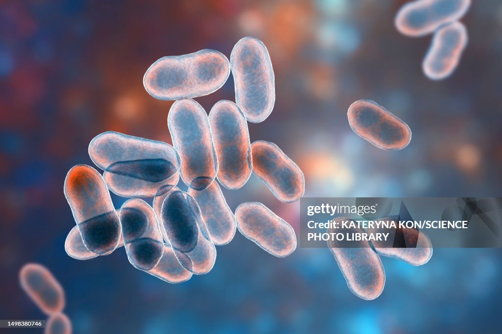 Prevotella Bacteria Illustration HighRes Vector Graphic Getty Images